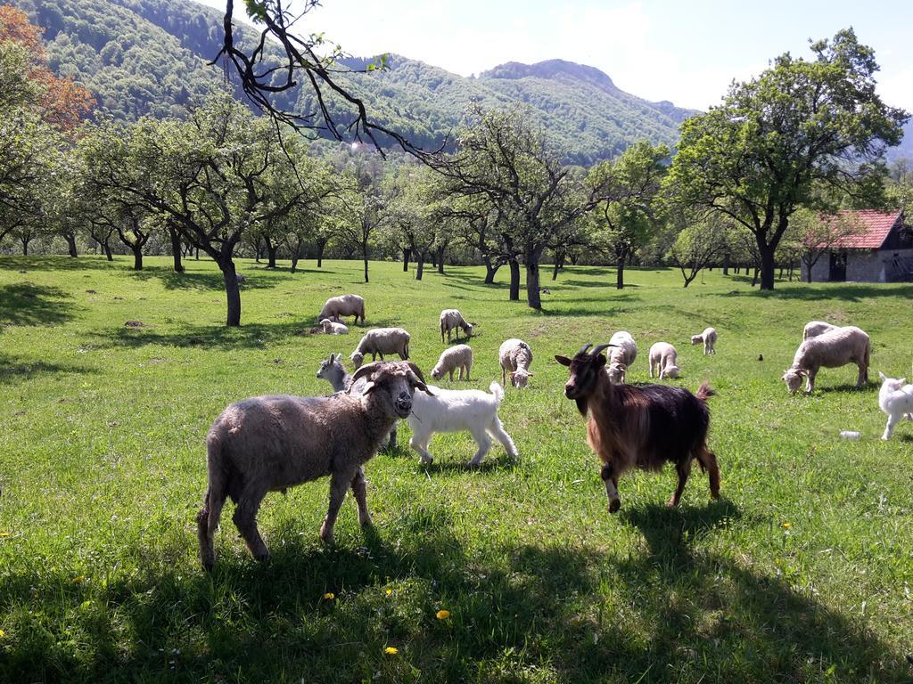 Pensiunea Din Livada Bran  Extérieur photo